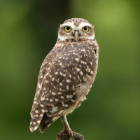Burrowing Owl